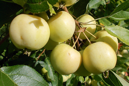 Apple variety Uralskoe bulk