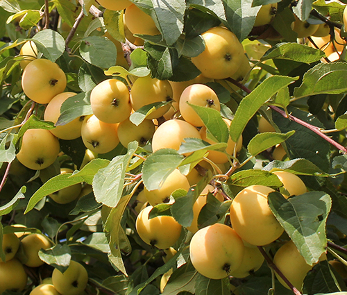 Apple variety Uralskoe bulk