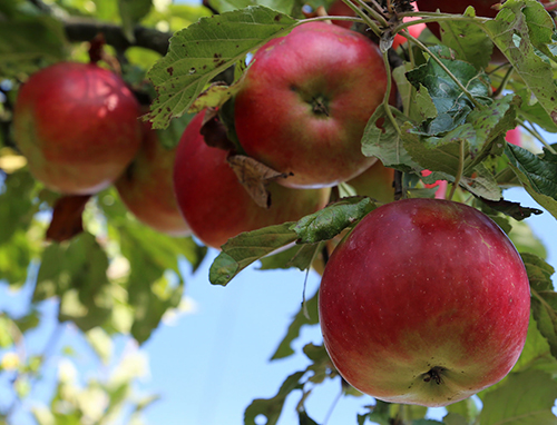 Apple variety Idared