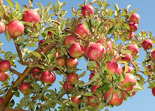 Apple variety Idared