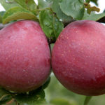 Apple variety Florina