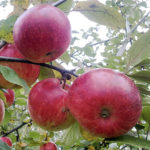 Apple variety Young Naturalist