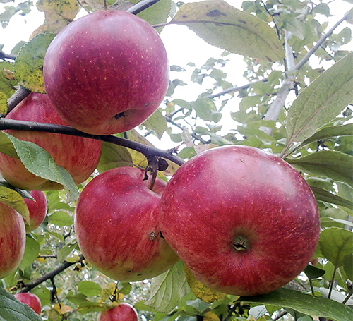 Apple variety Young Naturalist