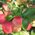 Apple variety Kandil Orlovsky