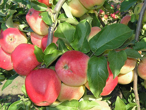 Apple variety Kandil Orlovsky