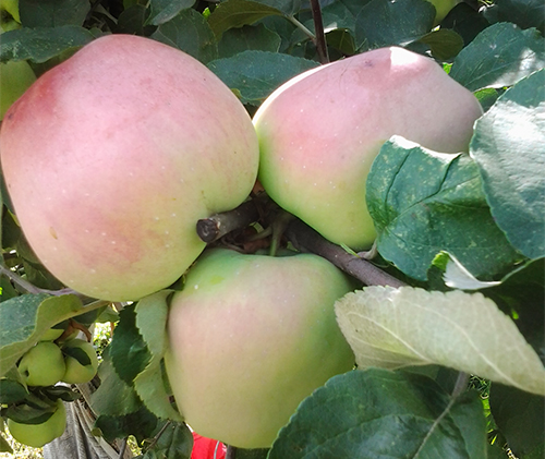 Apple variety Kandil Orlovsky