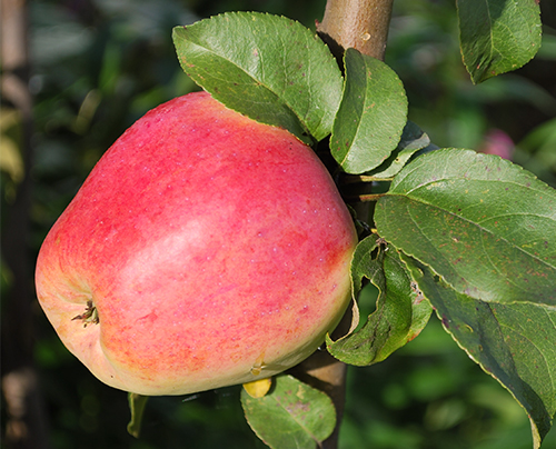 Apple variety Kandil Orlovsky