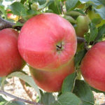 Apple variety Ligol