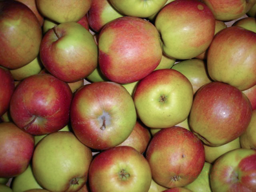 Apple variety Ligol