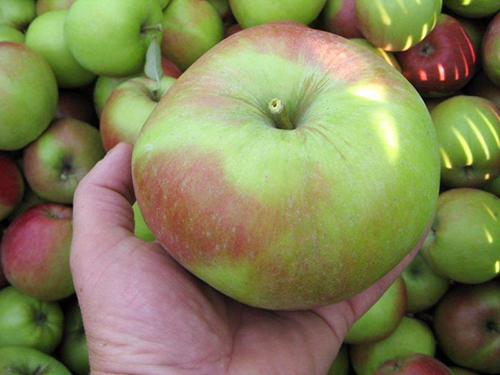 Apple variety Ligol