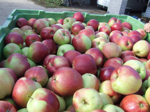 Apple variety Ligol