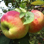 Apple variety Orlovim