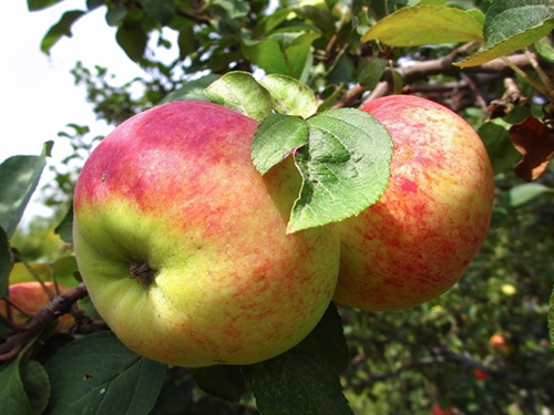 Apple variety Orlovim