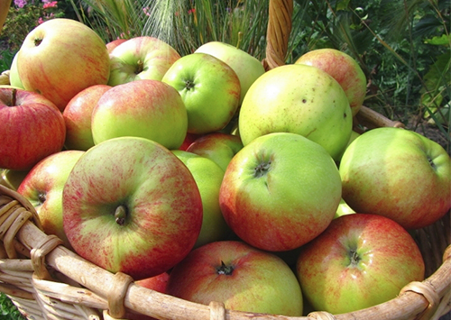 Apple variety Orlovim