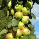 Apple variety President (columnar apple)