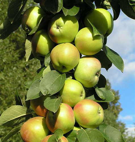 Presiden pelbagai Apple (epal kolumnar)