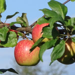 Apple variety Glory to the winners