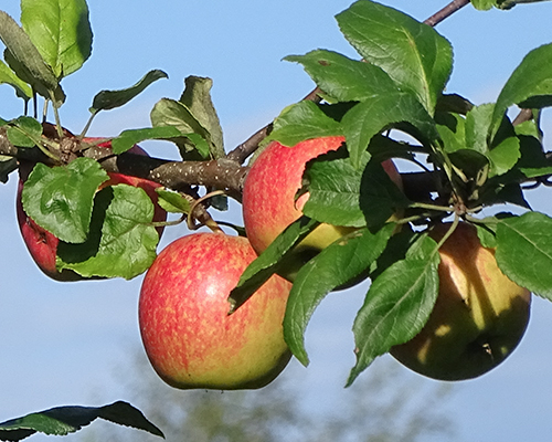 מגוון תפוחים תהילה לזוכים