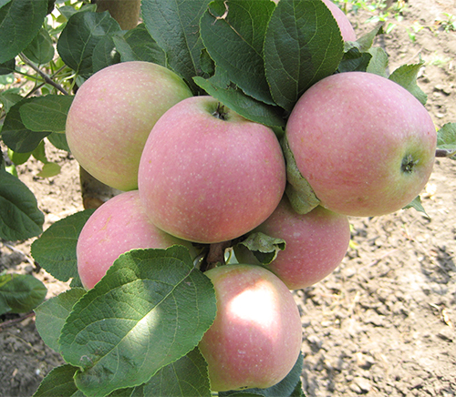 Apple variety Glory to the winners