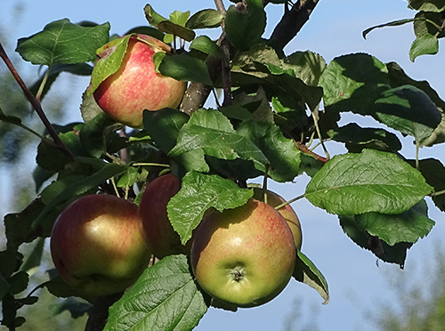 Kegemilangan pelbagai Apple untuk para pemenang