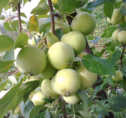 Apple variety Sverdlovsk