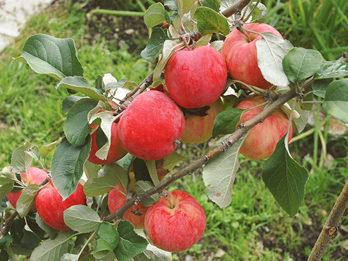 Apple variety Hornist