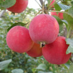 Apple variety Gornoaltayskoe