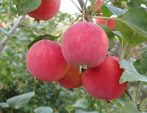 Apple variety Gornoaltayskoe