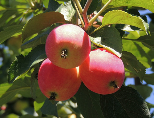 Apple variety Gornoaltayskoe