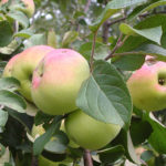 Apple variety Imrus