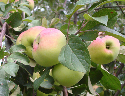 Apple variety Imrus