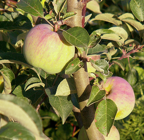 Apple variety Imrus