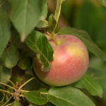 Apple variety Currency (columnar apple)