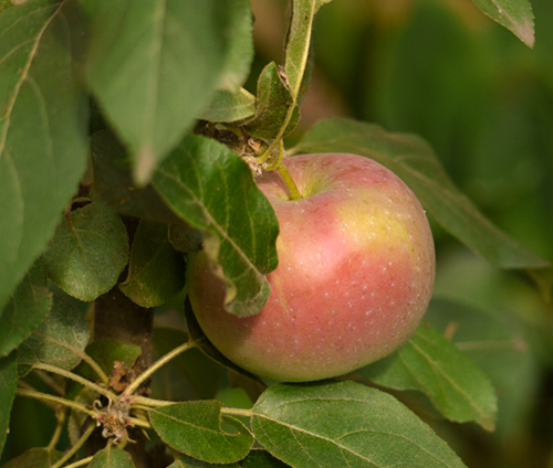 Apple variety Currency