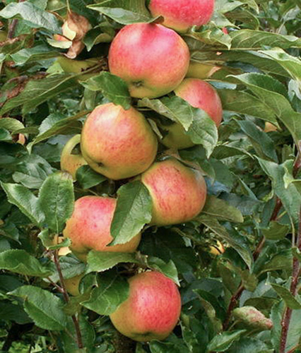 Apple variety Currency