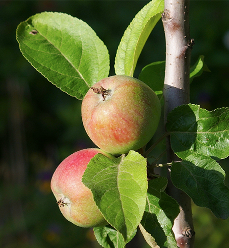 Apple variety Currency