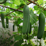 Top dressing of cucumbers in the greenhouse and in the open field