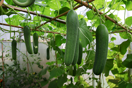 Top dressing of cucumbers in the greenhouse and in the open field