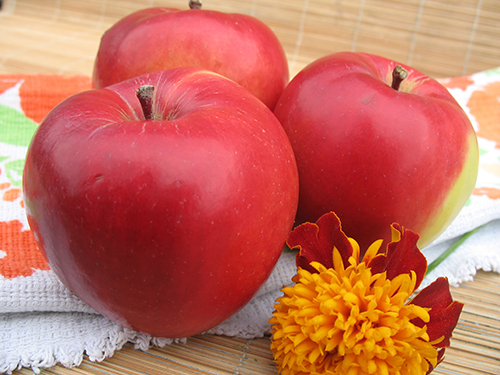 Apple variety Anis Sverdlovsky