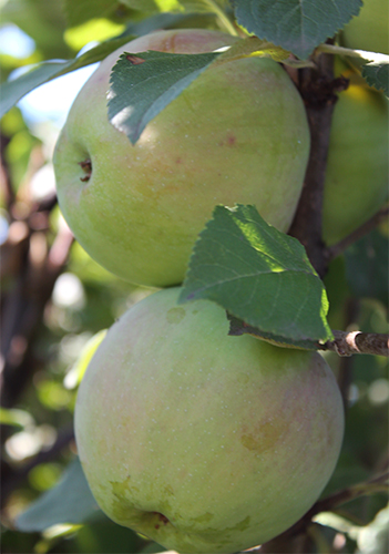 Apple variety Anis Sverdlovsky