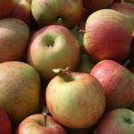 Apple variety Champion