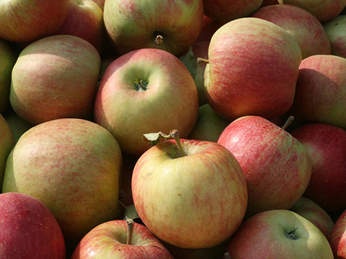 Apple variety Champion