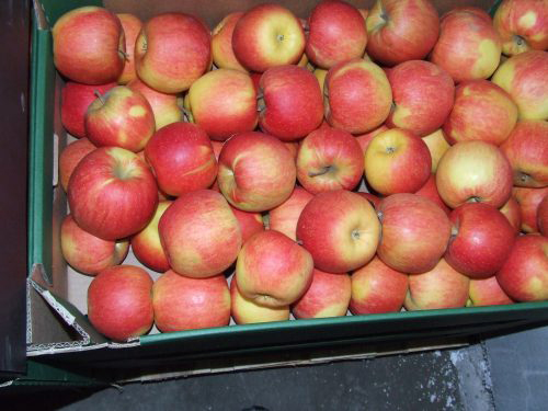 Apple variety Champion