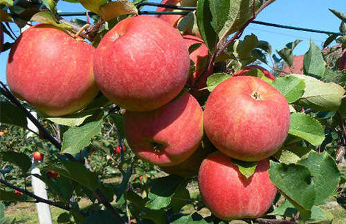 Apple variety Champion