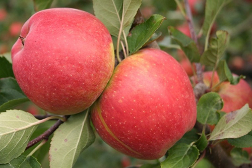 Apple variety Champion