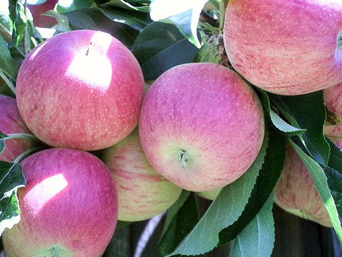 Apple variety Gala