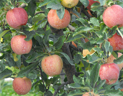 Apple variety Gala