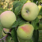 Apple variety Martovskoe