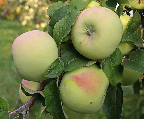 Apple variety Martovskoe