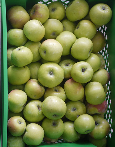 Apple variety Martovskoe